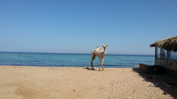 Море и верблюд, Дахаб, Египет